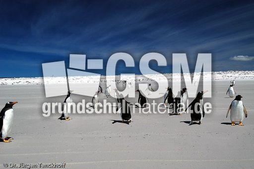 Eselspinguin (95 von 97).jpg